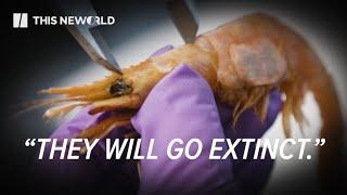 Rising Ocean Temperatures Shut Down Shrimp in Maine