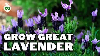 5 Tips to Grow Perfect Lavender