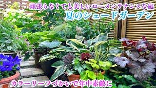 【涼やかな夏の庭＊美しくまとまるカラーリーフの素敵庭】【リーフの寄せ植え】8月の庭仕事/ガーデニング