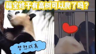 2024.10.7福宝终于有高树可以爬了吗？帽子奶爸对福宝好温柔！#panda