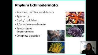 Phylum Echinodermata