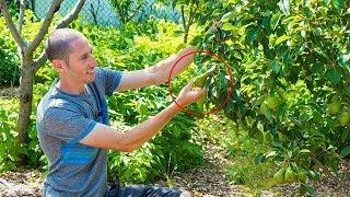 Suburban PERMACULTURE, Growing Food For FREE!