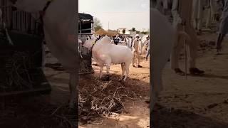 Fatahjungi Bull unloading #cow #Shuraim Abid hussain 