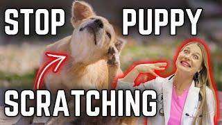 Stop Puppy Scratching? | Vet Easily Explains