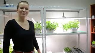 Что растет в офисе ГК "Здоровья КЛАД"?