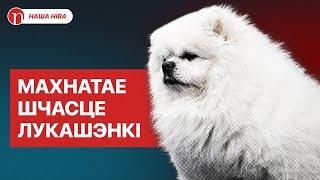 Любимое животное Лукашенко: когда появился и как живет его белый шпиц Умка