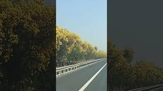 Yellow flowers blooming on NE 1 Ahmedabad to Vadodara express way.