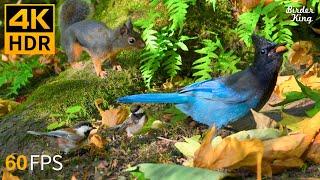 Cat TV for Cats to Watch ️ Playful Birds and Squirrels in Fall  8 Hours(4K HDR)