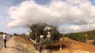 Cabras subidas en arboles