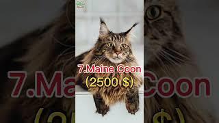 TOP 10 MOST EXPENSIVE CAT BREEDS IN THE WORLD #viral #2023