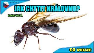 Jak chytit královnu mravenců?