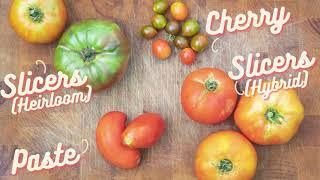 Growing Tomatoes 101: How to Pick the Right Tomato Variety