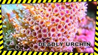 DEADLIEST SEA URCHIN - Flower Urchin