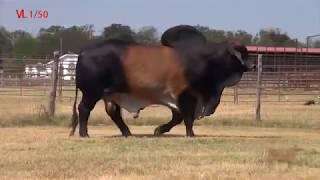 100% American Brahman Bull | GIANT American Cattle Breed Bull Big Bulls for Qurbani | Bakra Eid 2017