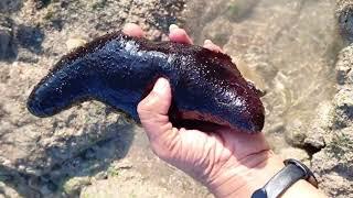 Black Sea cucumber  | Coastal Monitoring at Makran coast