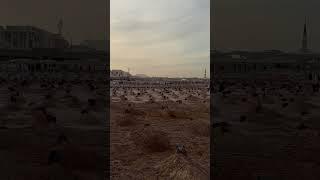 Jannat Al Baqi - Jannat Ul Baqi #jannat #jannatulbaqi #jannatulbaqintv #jannatulbaqichannel #sacred