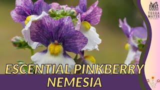Growing ESCENTIAL PINKBERRY NEMESIA: Quick Tips!