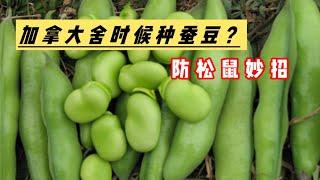 加拿大舍时候种蚕豆，怎么防松鼠️？How to grow broad beans? How do you keep squirrels away