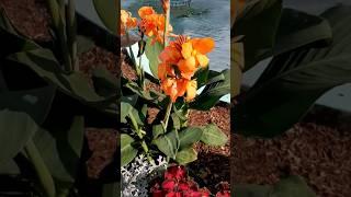 Canna lily orange