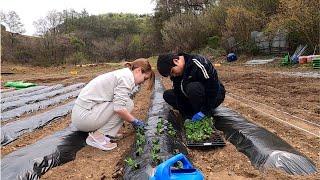 International couple working on small farm in Korea :D