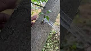 How to Graft Fruit Trees Like a Pro!