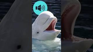 Beluga Whale Sound ️ Canaries of the Sea with Vocal Mimicry! #wildlife #animalfacts  #beluga