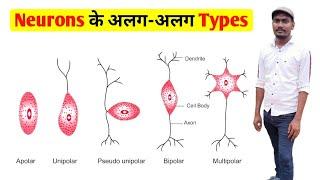 Types Of Neurons || Apolar,Unipolar,Pseudo Unipolar, Bipolar and Multipolar Neurons || Neurons type