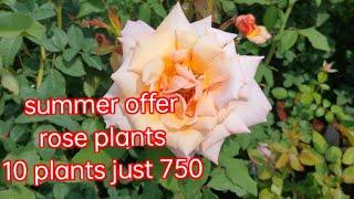 best Rose plants nursery garden/Sai hi-tech Nursery Garden/6374934601