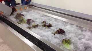 Bubble Washer - Whole lettuce washing process