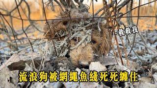 被網繩魚線死死纏住的流浪狗拼命掙扎，險些勒進皮肉，看著太揪心