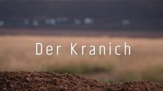 Kraniche im Uchter Moor (Diepholzer Moorniederung)