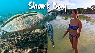 Swimming with Turtles on Koh Tao Island, Thailand - Shark Bay!