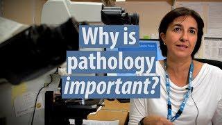 Why pathology matters, what it is and advice to students