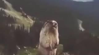 Screaming Gopher