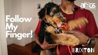 Introduce Crate to Puppy with Fun Game!  |  EP.1 Brixton the Airedale Terrier