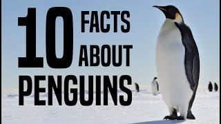 10 Interesting Facts About Penguins for Children: Learn About Penguins for Kids - FreeSchool