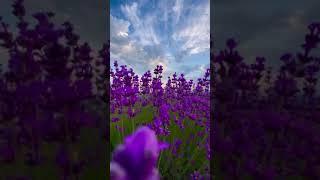 Walk through the flower fields