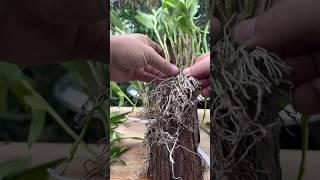 let's learning this tips for grafting your own dendrobium plant #short