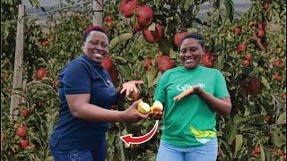 Meet The Kenya Self Made Millionaire Woman Growing Apples In Africa | How She Made It