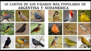 Cantos De Aves Más Populares De Argentina (1)