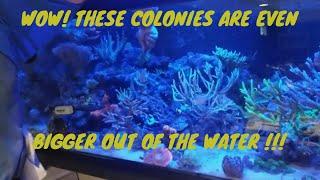 Taking down Rico's 300 gallon tank part 1/BASKETBALL SIZE COLONIES