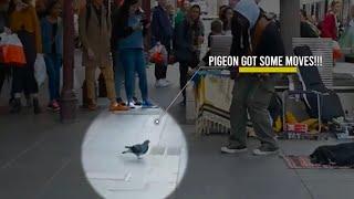 Pigeon Grooves Busker's tune