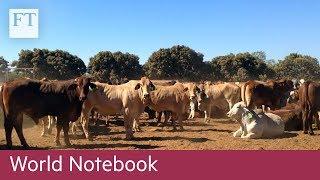 Rinehart bets on China's demand for beef | FT World Notebook