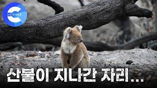 호주 산불로 삶의 터전을 잃은 코알라는 어떻게 살아가야 할까? | 기후 변화