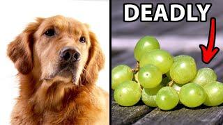 12 Human Foods Golden Retrievers Should Never Eat