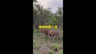 四頭雄獅組成的聯盟入侵獅王領地#野生動物零距離 #解說版動物世界 #內容啟發搜索