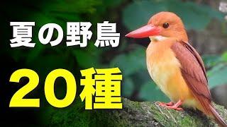 夏の野鳥たちの魅力を解説します！【さえずり＆音声解説】