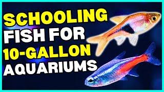 6 MUST HAVE Schooling Fish for 10 Gallon Aquariums! | Freshwater Schooling Fish