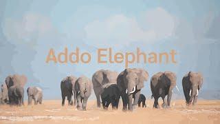 Know Your Nature | Addo Elephant National Park