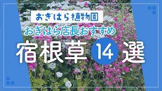 【おぎはら植物園のプロ直伝】パフォーマンス抜群！オススメ初夏咲き宿根草14選を紹介！夏のガーデニング あしかがフラワーパーク【栃木県足利市】Gardening